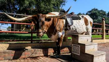 AUSTIN / FORT WORTH (340 KM)