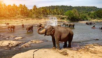 KANDY/RAMBUKKANA/PINNAWELA/KANDY