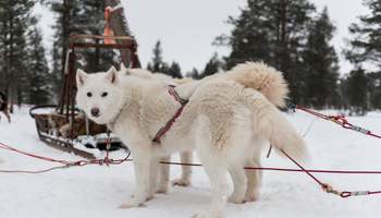 ALDEA DE SANTA CLAUS: SAFARI DE HUSKIES