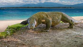 AQUA BLU (ISLA KOMODO / BATU MONCHO)