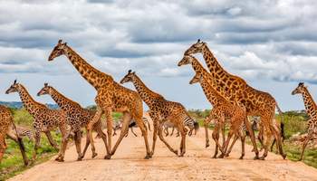 LAGO NAKURU / MASAI MARA