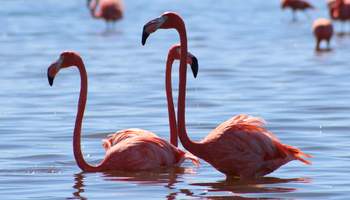 CANCÚN / RIO LAGARTOS / MÉRIDA