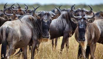 R N MASAI MARA