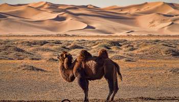 BAYAN GOBI (ELSEN TASARKHAI) / PARQUE NACIONAL KHUSTAI