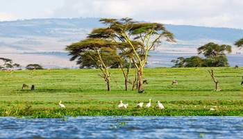 LAGO NAKURU / LAGO NAIVASHA / R. N. MASAI MARA