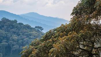 KIGALI / PARQUE NACIONAL NYUGWE FOREST