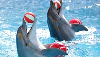 KISSIMMEE (SEAWORLD)