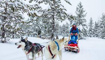 ROVANIEMI: SAFARI DE HUSKIES Y CENA ESPECIAL DE FIN DE AÑO