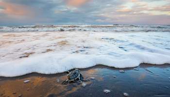 SAN JOSÉ/PN TORTUGUERO