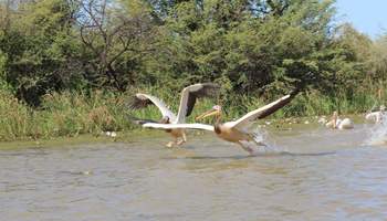 ST. LOUIS / PARQUE DE DJOUDJ O LENGUA DE BARBARIE / DESIERTO LOMPOUL