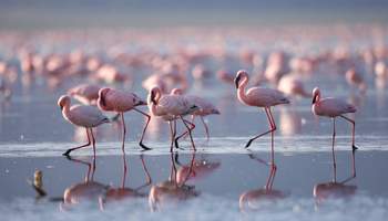 LAGO NAIVASHA / P. N. LAGO NAKURU / LAGO NAIVASHA