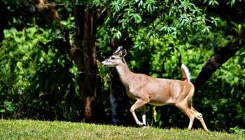 PN VOLCÁN ARENAL/PN RINCÓN DE LA VIEJA