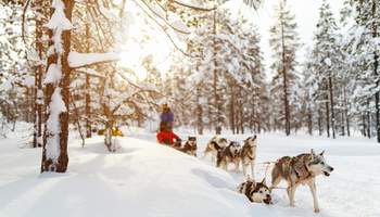 RUKA: SAFARI DE ANIMALES ÁRTICOS: HUSKIES Y RENOS