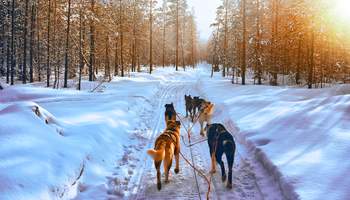 LUOSTO: SAFARI EN TRINEO DE PERROS HUSKIES Y AURORA SAFARI EN MOTONIEVE