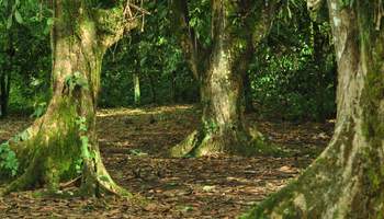 PN TORTUGUERO/PN VOLCÁN ARENAL