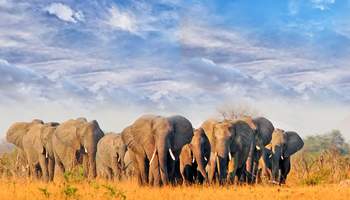 P N HWANGE