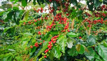 LUANG PRABANG / PAKSE / BOLAVEN PLATEAU / PAKSONG