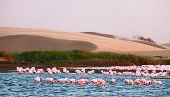 SWAKOPMUND / WALVIS BAY / DESIERTO DE NAMIB