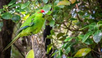 STEWART ISLAND (NATURALEZA EN ESTADO PURO)