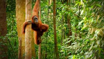 BUKIT LAWANG / BERASTAGI