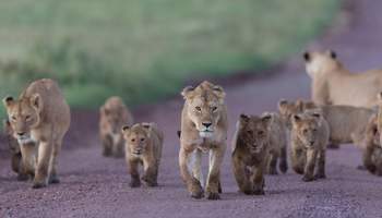CRÁTER DEL NGORONGORO