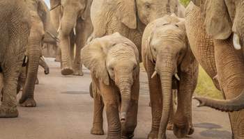 SUN CITY / PARQUE NACIONAL DE PILANESBERG / SUN CITY