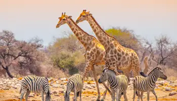PARQUE NACIONAL DE ETOSHA