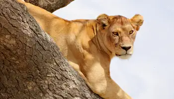 P. N. SERENGETI / P. N. LAGO MANYARA / ÁREA NGORONGORO