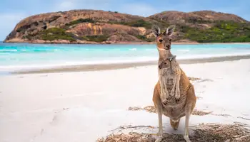 GAMBIER/CAPE JERVIS/KANGAROO ISLAND (510 KMS + 45 MIN. FERRY)