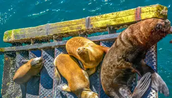 BUENOS AIRES / PUERTO MADRYN