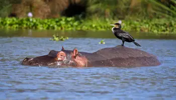 P. N. LAGO NAKURU / LAGO NAIVASHA / R. N. MASAI MARA