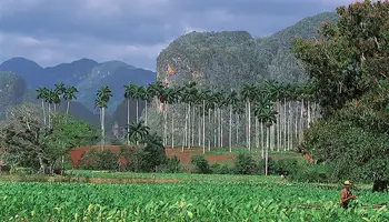 VIÑALES