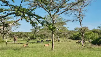 P. N. BWINDI / P. N. LAGO MBURO
