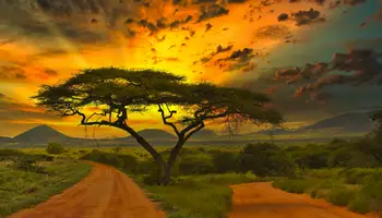 P. N. AMBOSELI / P. N. DE TSAVO (ESTE)