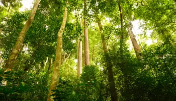 PHUKET/ P.N KHAO PHRA TEAW/ PHUKET