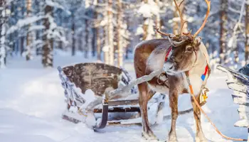 PYHÄ: SAFARI DE RENOS Y ENCUENTRO CON SANTA CLAUS