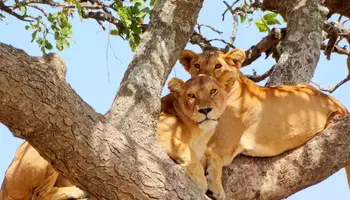 KILIMANJARO / ARUSHA / P. N.  DE TARANGIRE