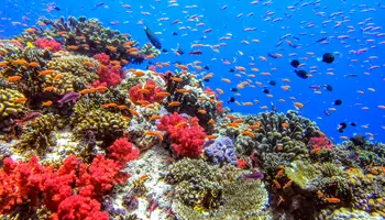 ISLA DE MODRIKI/SOSO BAY