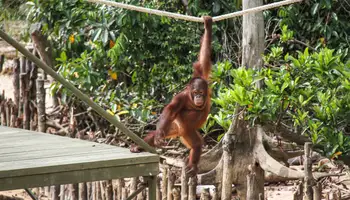CAMERON HIGHLANDS / BELUM RAINFOREST