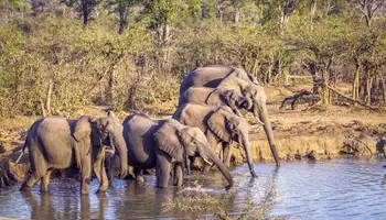 JOHANNESBURGO / MPUMALANGA / ÁREA KRUGER (RESERVA PRIVADA)