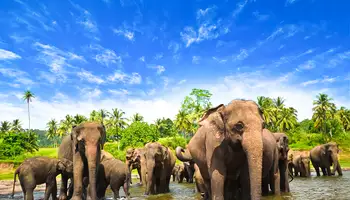 KANDY / RAMBUKKANA / PINNAWELA / KANDY