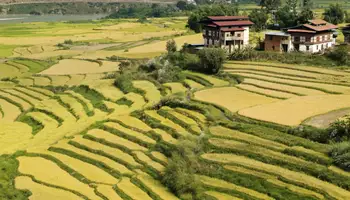 THIMPU / PUNAKHA (80 KM / APROX 3 H)