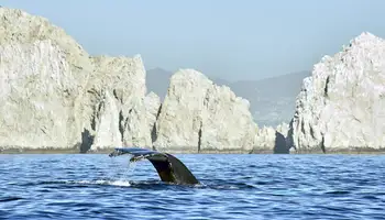 LOS CABOS / SAFARI MARINO / LOS CABOS