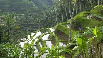 UBUD