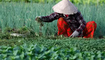 HOIAN / TRA QUE / HOIAN