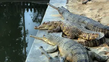 POKHARA / PARQUE NACIONAL DE CHITWAN