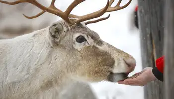 ROVANIEMI: VISITA A UNA GRANJA DE RENOS, DE HUSKIES Y LA ALDEA DE SANTA CLAUS