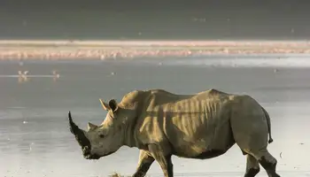 P. N. ABERDARE / P. N. LAGO NAKURU