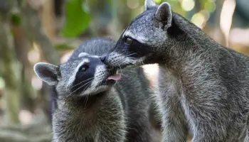 VOLCÁN ARENAL / PARQUE NACIONAL MANUEL ANTONIO O PLAYAS DE GUANACASTE