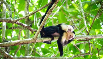 PARQUE NACIONAL TORTUGUERO